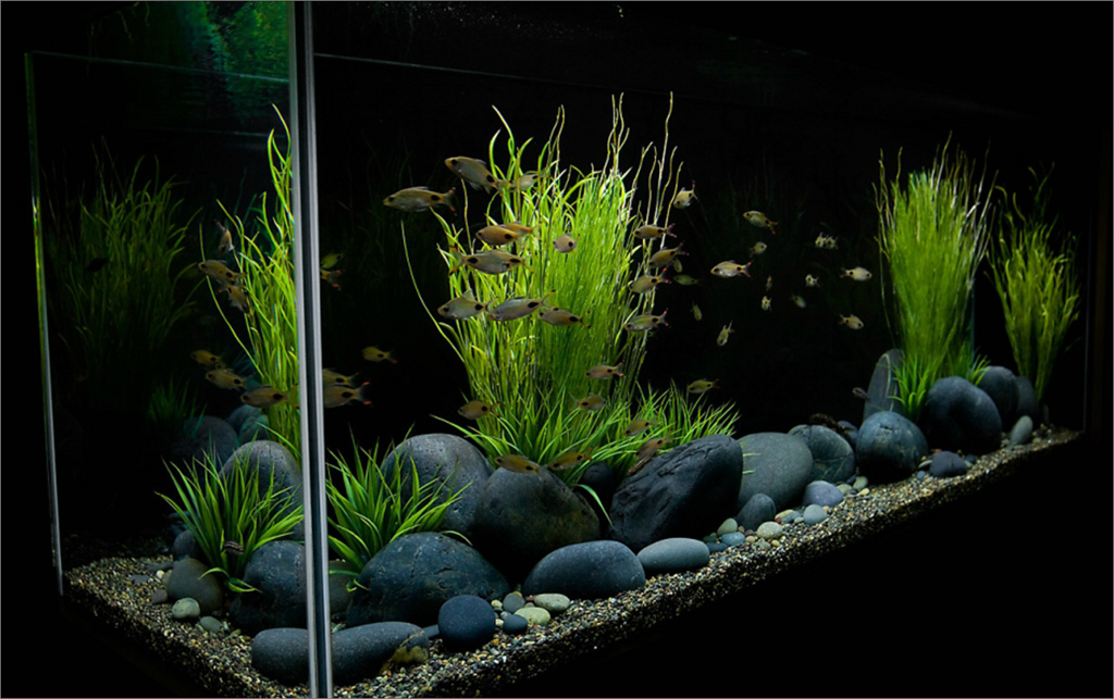 aquarium stones for sale