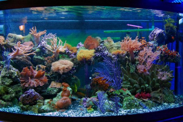 gerucht Schildknaap Kruipen Aquarium Pebbles - 2019 Buyers Guide - Exotic Pebbles and Glass